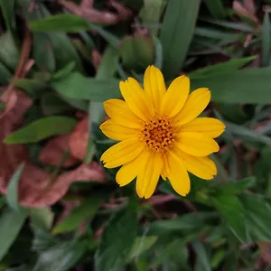 Resort Nature Zone Jungle, Munnar
